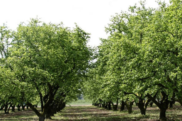 I nostri noccioleti